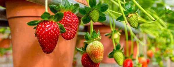 Soiuri de căpșuni remontante și ce să cultivi pentru roade bogate