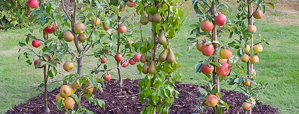 Soiuri de pomi columnari pe care să-i crești în apartament