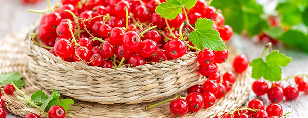 Tăierea coacăzului în toamnă: instrucțiuni pas cu pas pentru începători