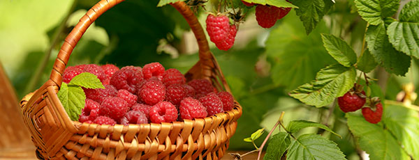 Tăierea de toamnă a zmeurului - sfaturi și recomandări