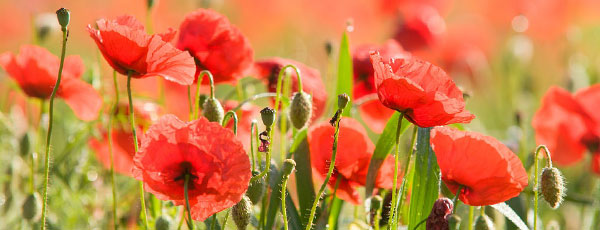 Tehnologia de cultură a macilor: tot ce trebuie să știi