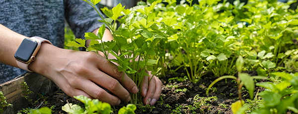 TOP 10 legume pe care le poate cultiva chiar și un grădinar începător