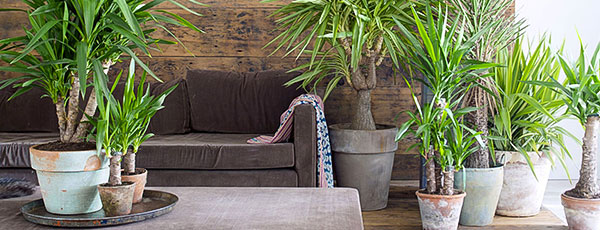 Top 3 plante nepretențioase de apartament pentru o îngrijire facilă