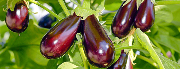 Tot ce trebuie să știi despre plantarea și îngrijirea vinetei