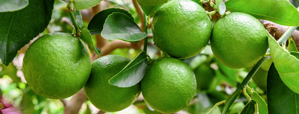 Trzy sprawdzone sposoby uprawy limonek na parapecie