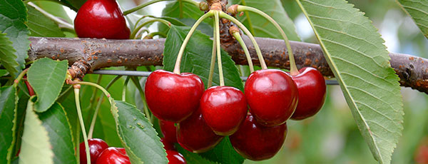 Tunderea de toamnă a cireșului și a vișinului