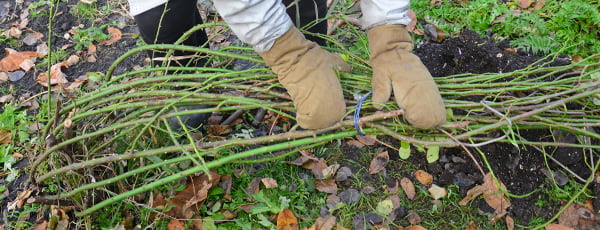 Un basm de iarnă pentru trandafiri: cu ce trebuie să vă acoperiți arbuștii ca să nu înghețe?