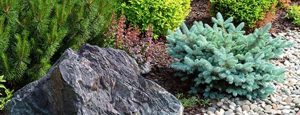 Вечнозелена красота: иглолистни дървета за алпийски алпинеуми