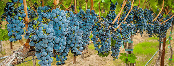 Засаждане на грозде през есента с разсад — полезни съвети