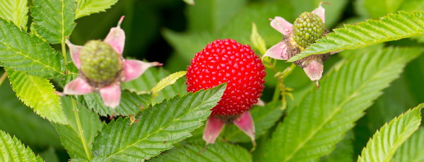 Zmeură-căpșună: o trecere în revistă a rarităților din grădină