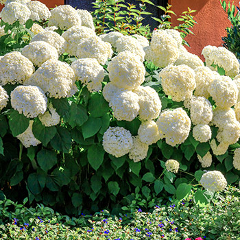 Hortensie arborescens