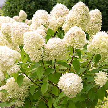 Hortensie paniculata