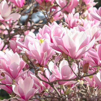 Magnolie