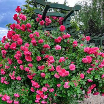 Рози катерливи