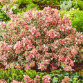 Abelia grandiflora Tricolor Charm imagine 1 articol 67800