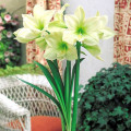 Амарилис Lemon Lime изображение 2 артикул 70327