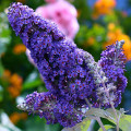 Buddleja davidii Papillon Bleu imagine 1 articol 2504