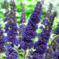 Buddleja davidii Papillon Bleu imagine 3 articol 2504