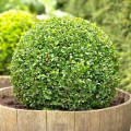 Cimişir (Buxus), P9 imagine 1 articol 9093