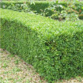 Cimişir (Buxus), P9 imagine 2 articol 9093