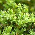 Cimişir (Buxus), P9 imagine 3 articol 9093