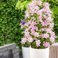Clematis (Powojnik) Pink Fantasy interface.image 2 interface.art 9055