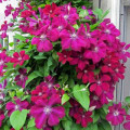 Clematis (Powojnik) Rouge Cardinal interface.image 2 interface.art 9057