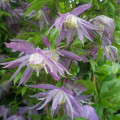 Clematis (Powojnik) Violet Pink interface.image 2 interface.art 2418