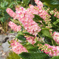 Clethra Pink Spire imagine 2 articol 9529