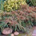 Cotoneaster Coral Beauty imagine 2 articol 9578
