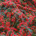 Cotoneaster Horizontalis imagine 1 articol 9579