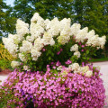 Hortensia paniculată Big Ben imagine 1 articol 2445