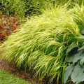Hakonechloa macra All Gold imagine 1 articol 9551