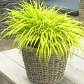 Hakonechloa macra All Gold imagine 2 articol 9551