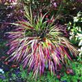 Hakonechloa smukła Naomi interface.image 2 interface.art 9550