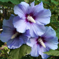 Hibiscus Blue Satin imagine 1 articol 9020