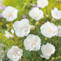 Hibiskus (Ketmia syryjska) White Chiffon interface.image 2 interface.art 9519