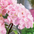 Hortensia macrophylla Pink imagine 2 articol 9174