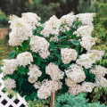 Hortensia paniculată Grandiflora imagine 2 articol 2520