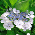 Hortensja ogrodowa Libelle interface.image 2 interface.art 9033