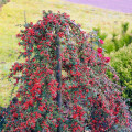 Irga szwedzka Coral Beauty interface.image 1 interface.art 9578