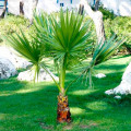 Palma Waszyngtonia  interface.image 1 interface.art 8776