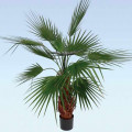 Palma Waszyngtonia  interface.image 2 interface.art 8776