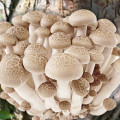 Pleurotus de Ulm imagine 1 articol 9729