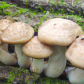 Pleurotus de Ulm imagine 2 articol 9729