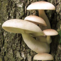 Pleurotus de Ulm imagine 3 articol 9729