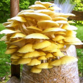 Pleurotus Galben imagine 2 articol 9728