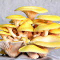 Pleurotus Galben imagine 3 articol 9728
