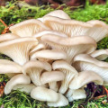 Pleurotus Indian imagine 1 articol 9730