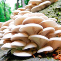 Pleurotus Indian imagine 2 articol 9730